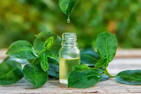 تصویر 4 از خرید روغن گیاهی درخت چای + بهترین قیمت
